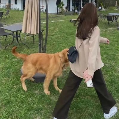 漂亮马驹